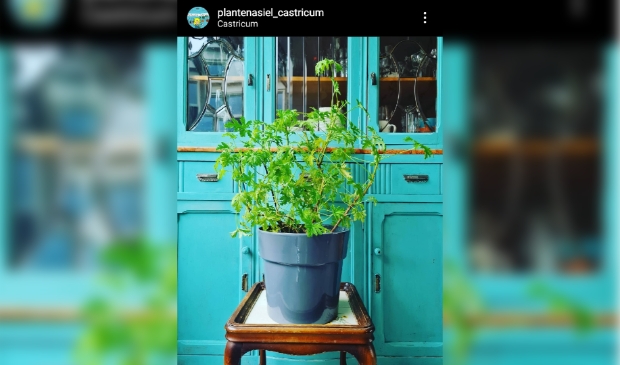 <p>De Citroengerarium is binnengebracht bij Plantenasiel Castricum.</p>