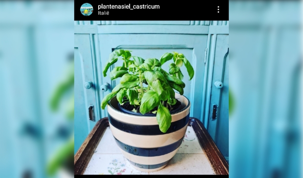 <p>Deze basilicumplant houdt wel van een flinke plens water.</p>