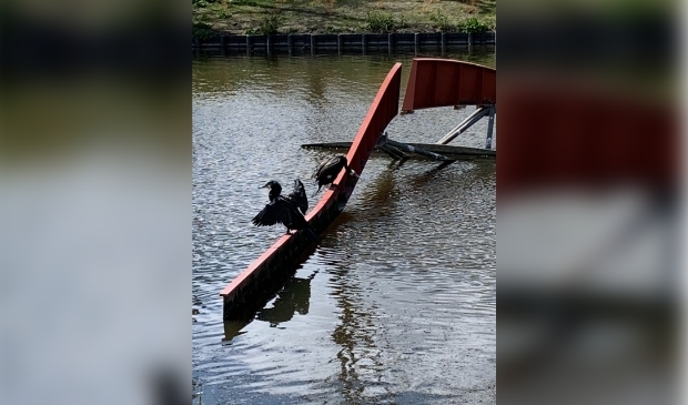 <p>De aalscholvers op De Wave.</p>