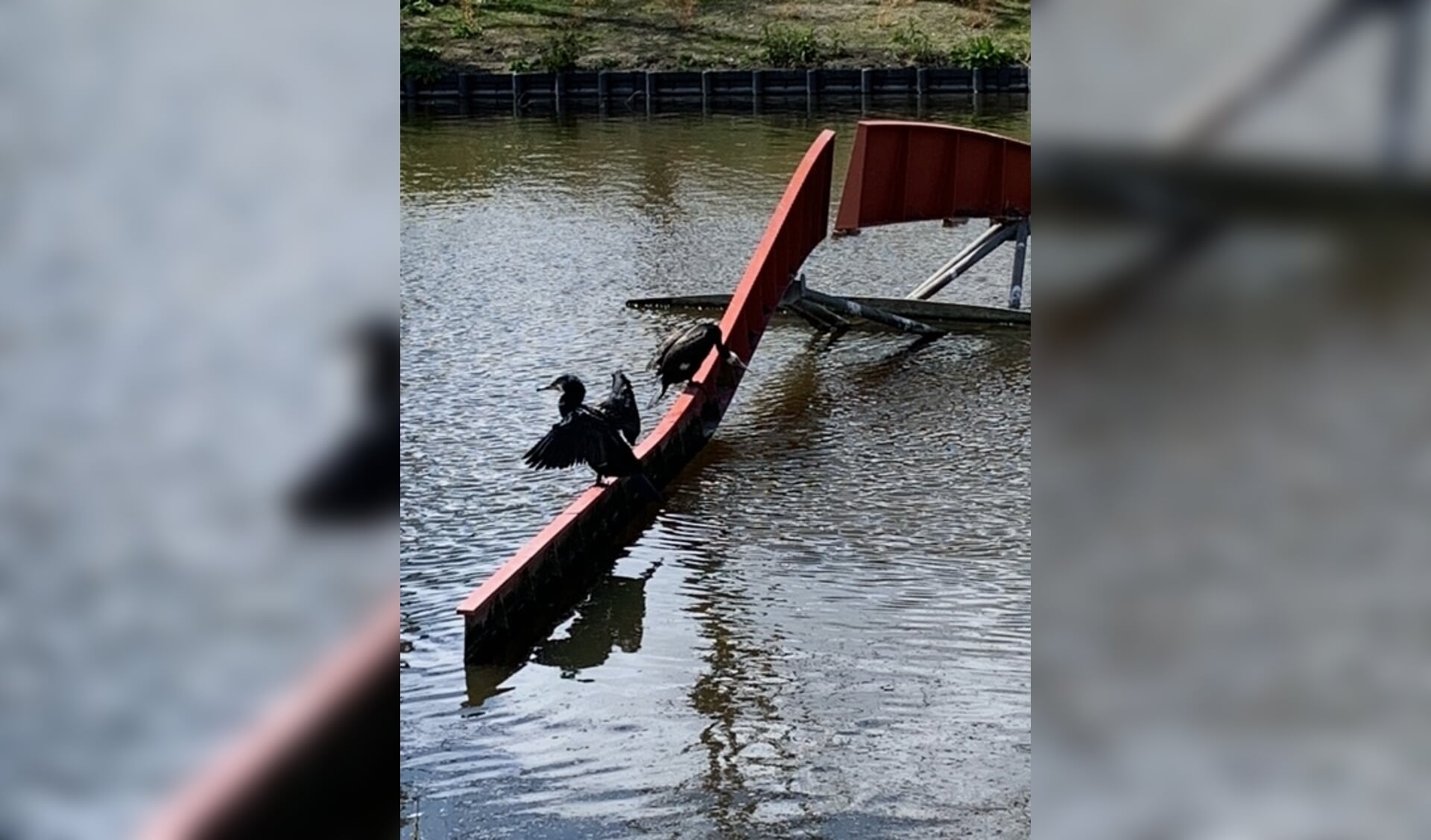 De aalscholvers op De Wave.