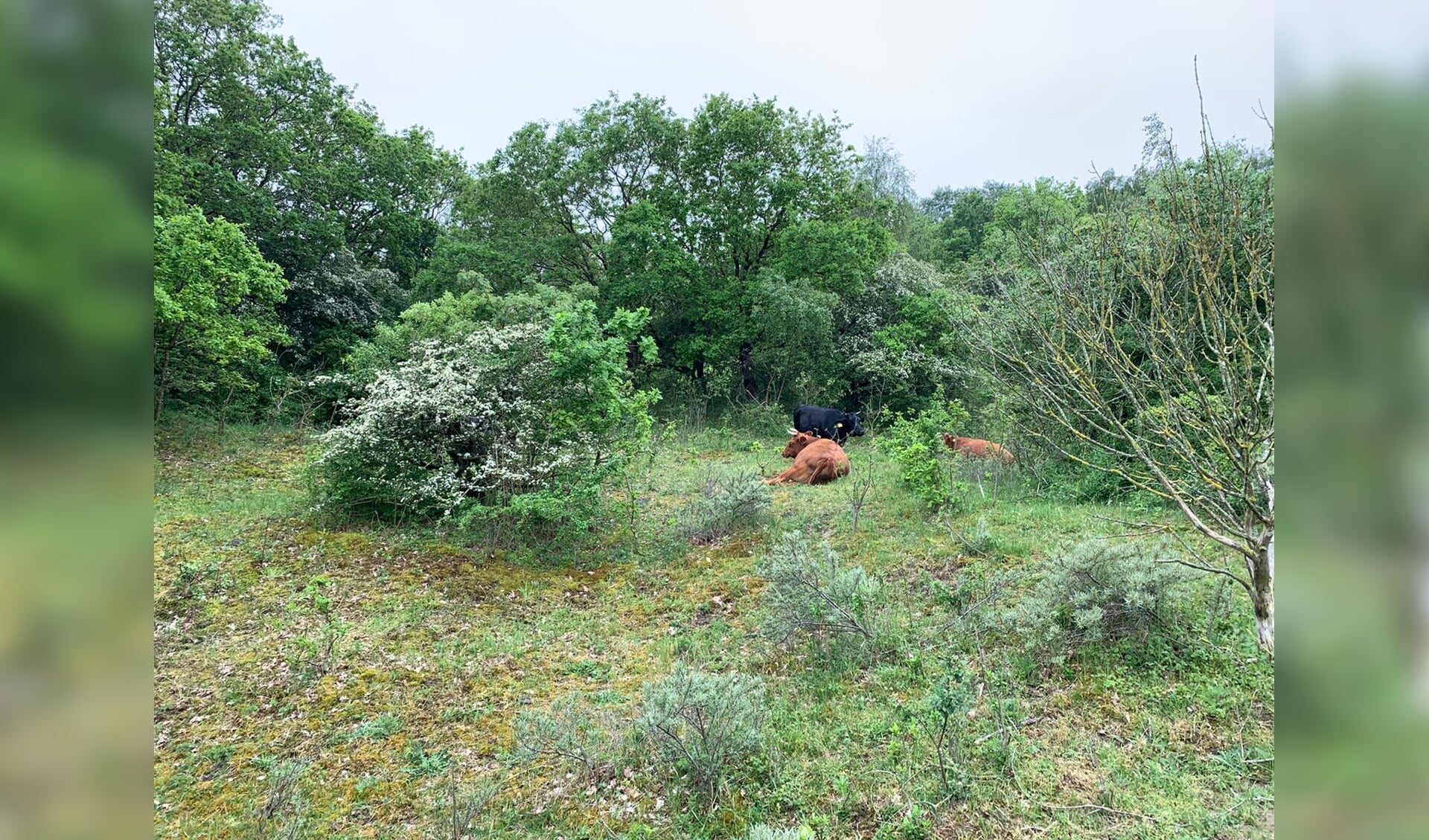 Andere maatjes in de duinen.