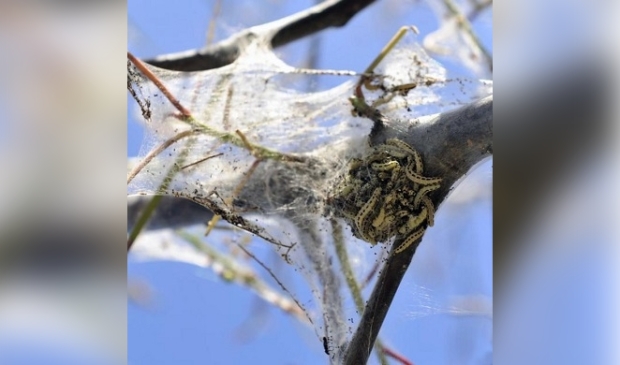 Spinselmot gevaarlijk? Dit moet je weten van de 'ingepakte' bomen.