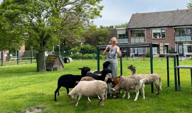 <p>Ingrid voedt de schapen en geiten.</p>