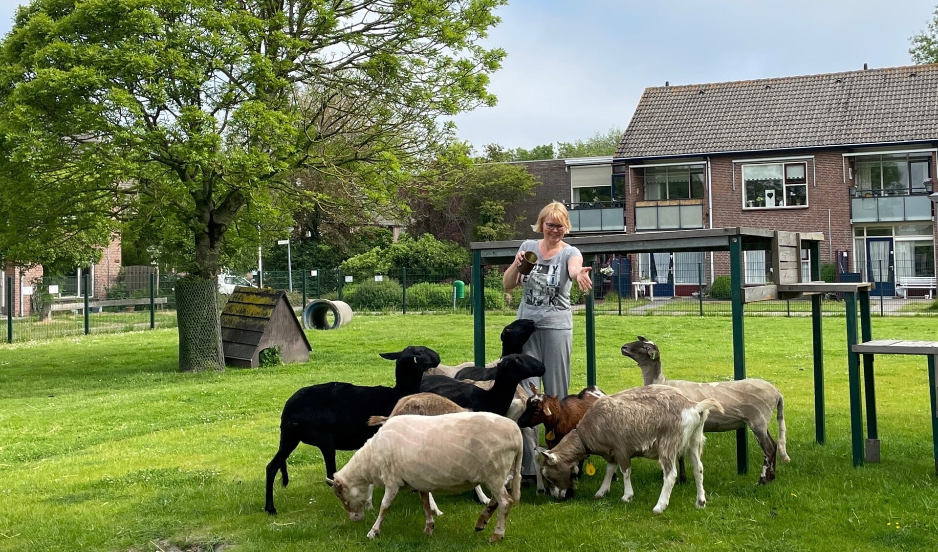 Ingrid voedt de schapen en geiten.