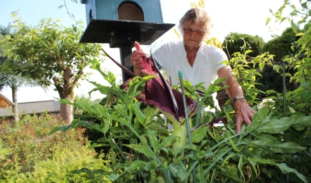 <p>Rina de Jong (87) bij haar aronskelk, die ruikt naar rottend vlees. ,,De buren hebben nog niet geklaagd."</p>