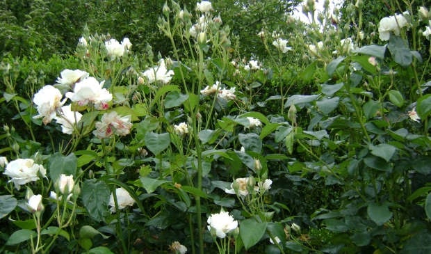 <p>Bezoek de vijf tuinen op Wieringen. </p>