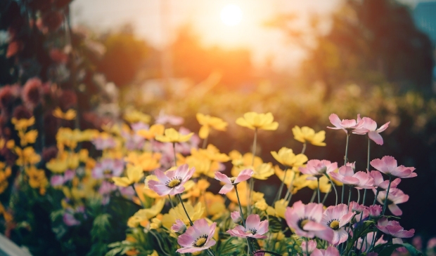 <p>Geef de tuin een zomerse look!</p>