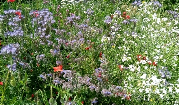 <p>Zaterdag 26 juni kunt u vele mooie bloemen aanschouwen.</p>