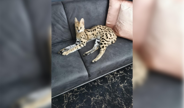 Na een paar uur zoek te zijn geweest, is serval Bella inmiddels weer thuis.