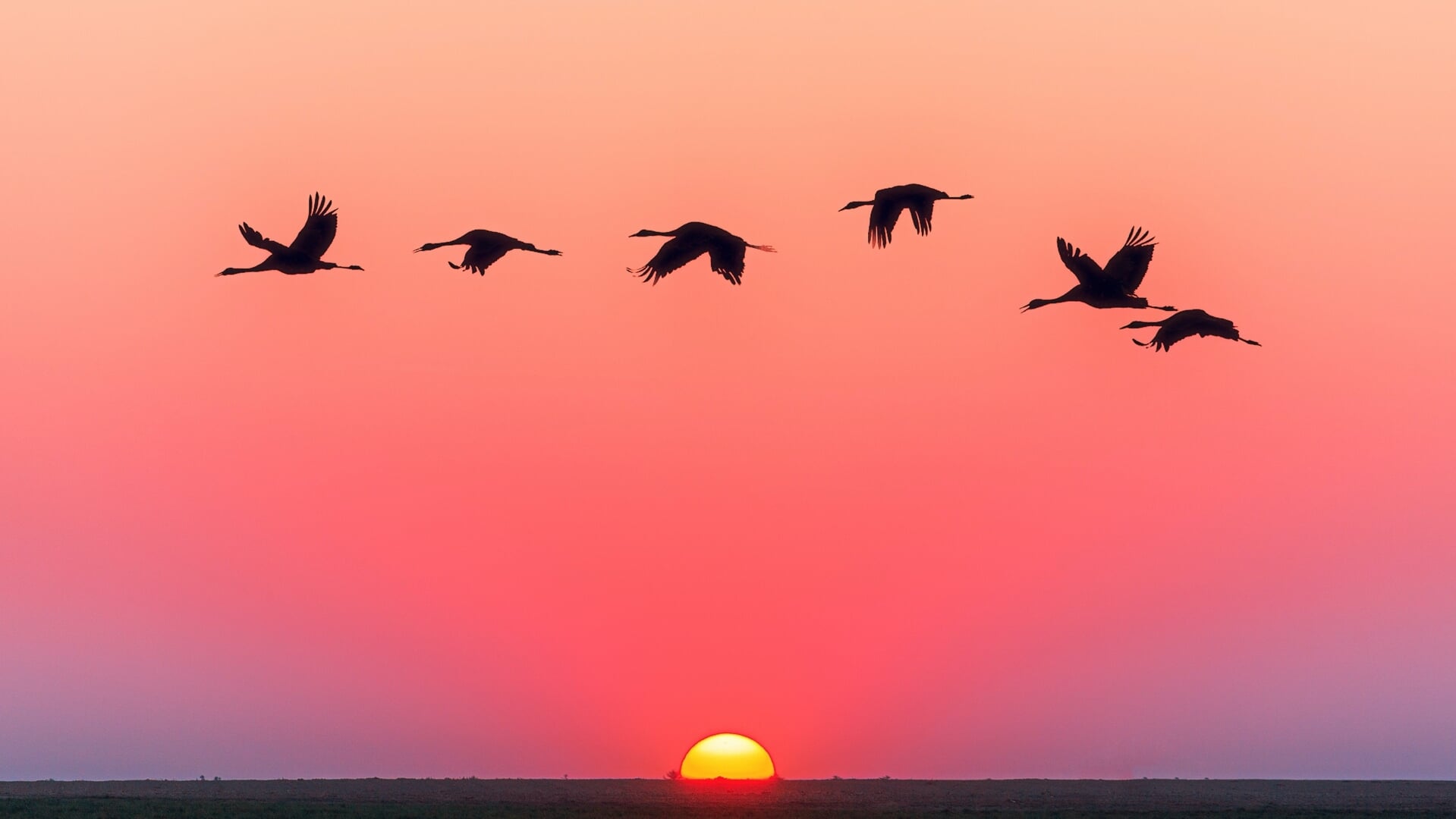 Vroege Vogels In Schoorlse Duinen Al Het Nieuws Uit Bergen vroege-vogels-in-schoorlse-duinen-al-het-nieuws-uit-bergen
