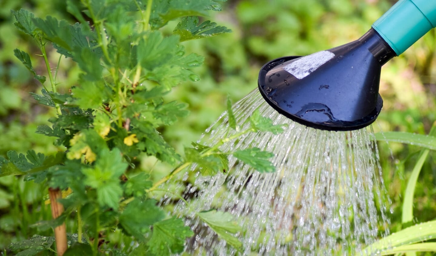 Door op warme dagen een gieter te gebruiken in plaats van een tuinslang, bespaar je een hoop water.