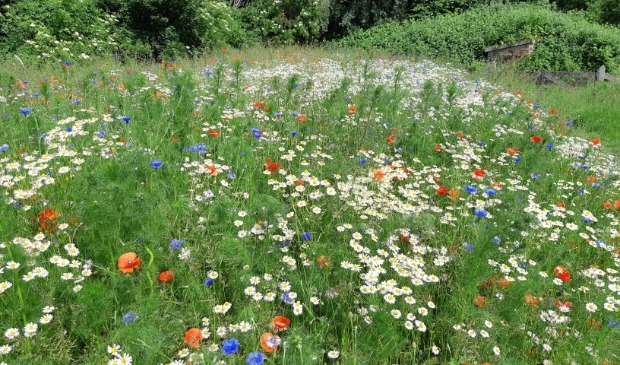 <p>De bloemenakker.</p>