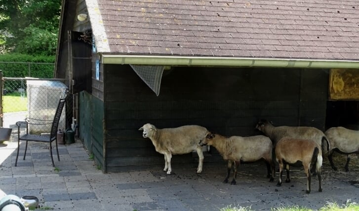 De dierenweide baadde vrijdag, op de eerste warme dag sinds weken, in de zon. De schapen vinden het blijkbaar maar niks en zochten de schaduw van hun stal op. (foto: DPG/gsv)