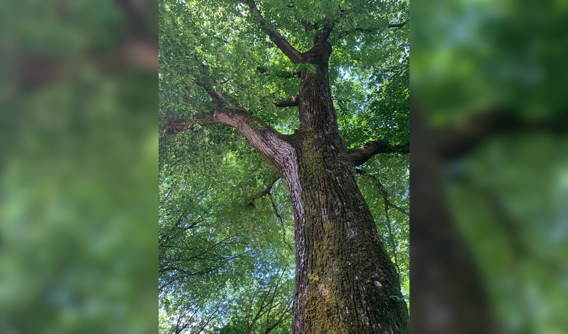De boom en zijn verhaal.