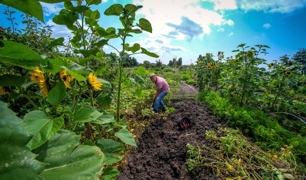 <p class="ONDERSCHRIFT" pstyle="ONDERSCHRIFT">Jan Knaap is hier nog wel even bezig met het rooien van zijn aardappels. </p>