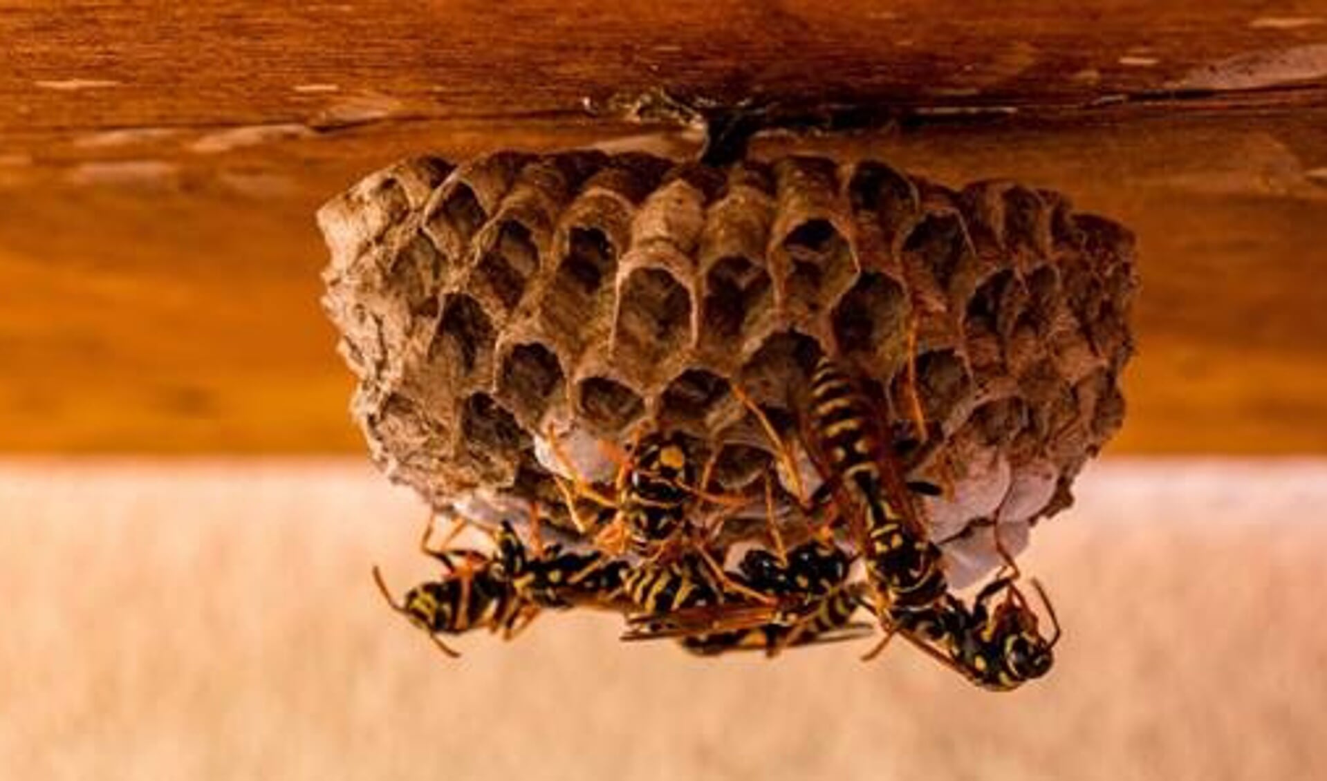 Krijgen we deze zomer weer met fikse wespenplagen te maken? 
