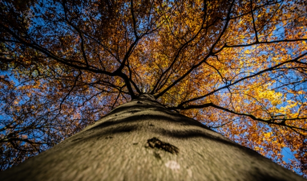 <p>Een Geboortebos brengt op symbolische wijze tot uitdrukking dat elk kind moet kunnen opgroeien in een groene, gezonde wereld. </p>