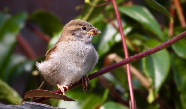 <p>De (t)huismus.</p>
