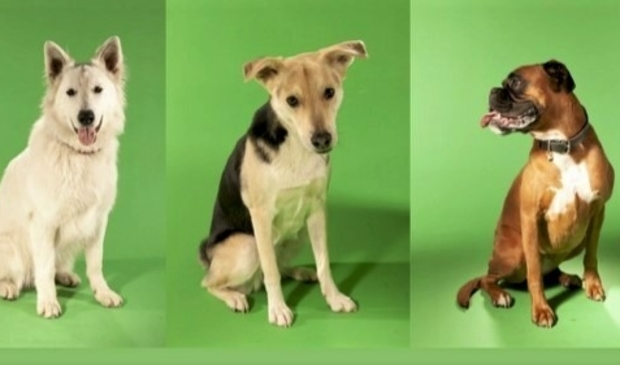 Nu bij wijkcentrum De Erker de expositie Schiedamse Honden.