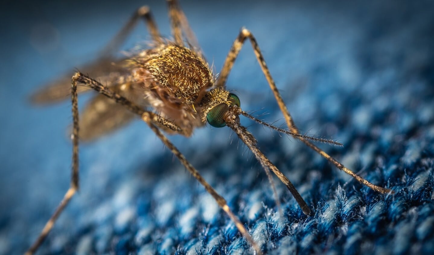 Maak via de Mosquito Alert app foto’s van muggen, muggenbeten en muggenbroedplaatsen.