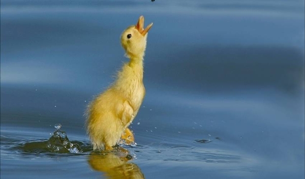 Vooral eenden zijn gevoelig voor botulisme. Dode eenden in het openbare water zijn dan ook een teken van mogelijk botulisme.