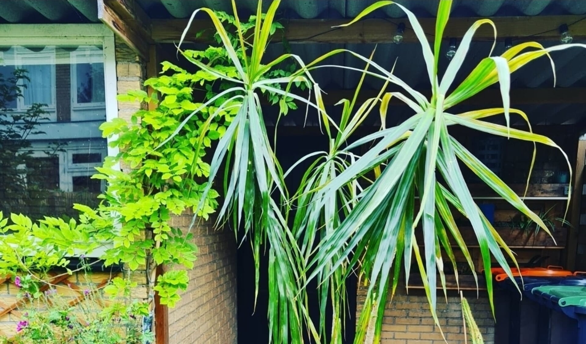 Adopteer deze plant met een donatie via Instagram Plantenasiel Castricum.