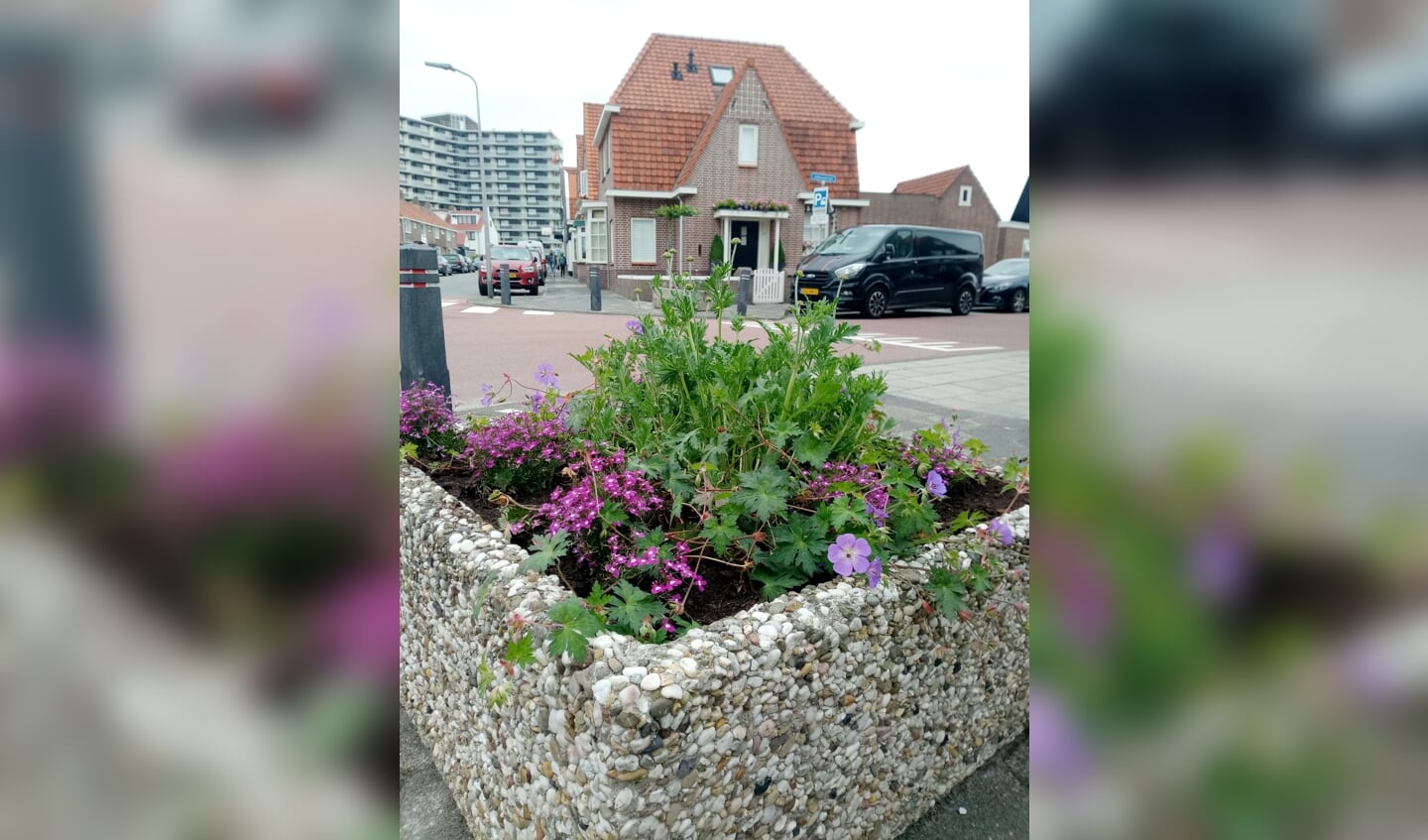 De tweede bloembak is met hulp van de gemeente Bergen, afdeling Groenvoorziening, klaargemaakt voor beplanting. Oude aarde eruit, verse aarde erin!