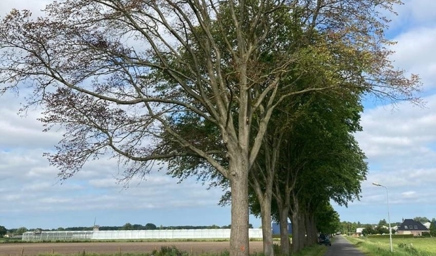 <p>Een iep die al vergaand is aangetast door iepziekte.</p>