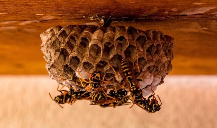 Krijgen we deze zomer weer met fikse wespenplagen te maken?  