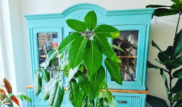 <p>Adopteer deze plant met een donatie via Instagram Plantenasiel Castricum.</p>