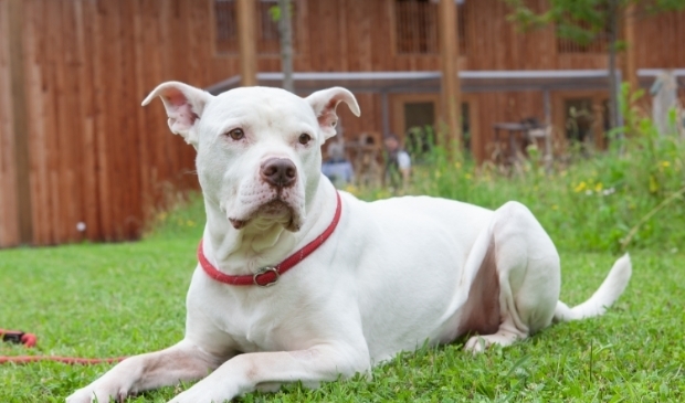 <p>Cheibo is gek op knuffelen en wordt heel graag uitgelaten. Wel aangelijnd want zijn gedrag ten opzichte van andere honden is onvoorspelbaar.</p>