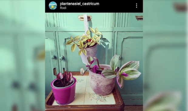 <p>Adopteer deze plant met een donatie via Instagram Plantenasiel Castricum.</p>