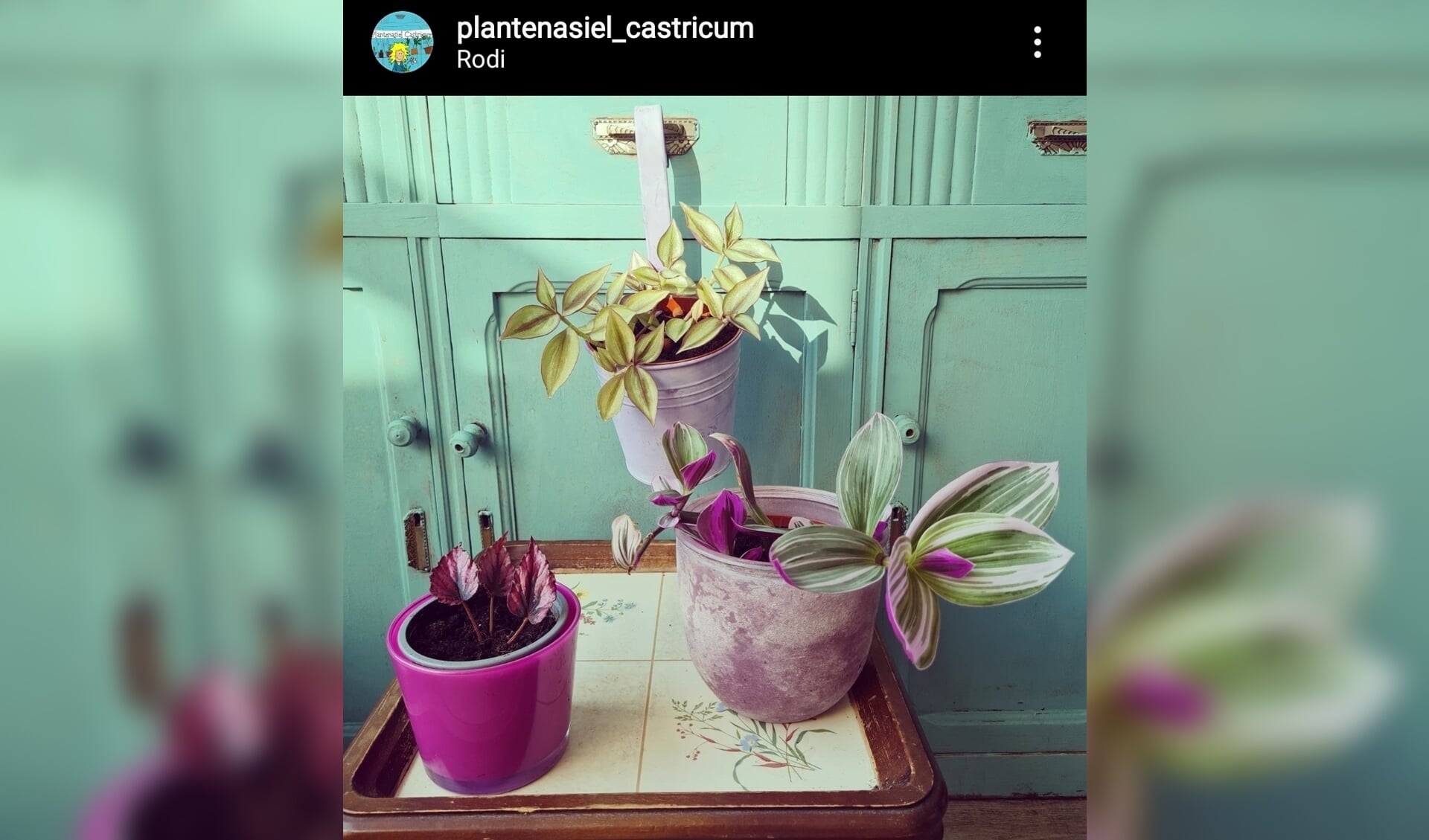 Adopteer deze plant met een donatie via Instagram Plantenasiel Castricum.