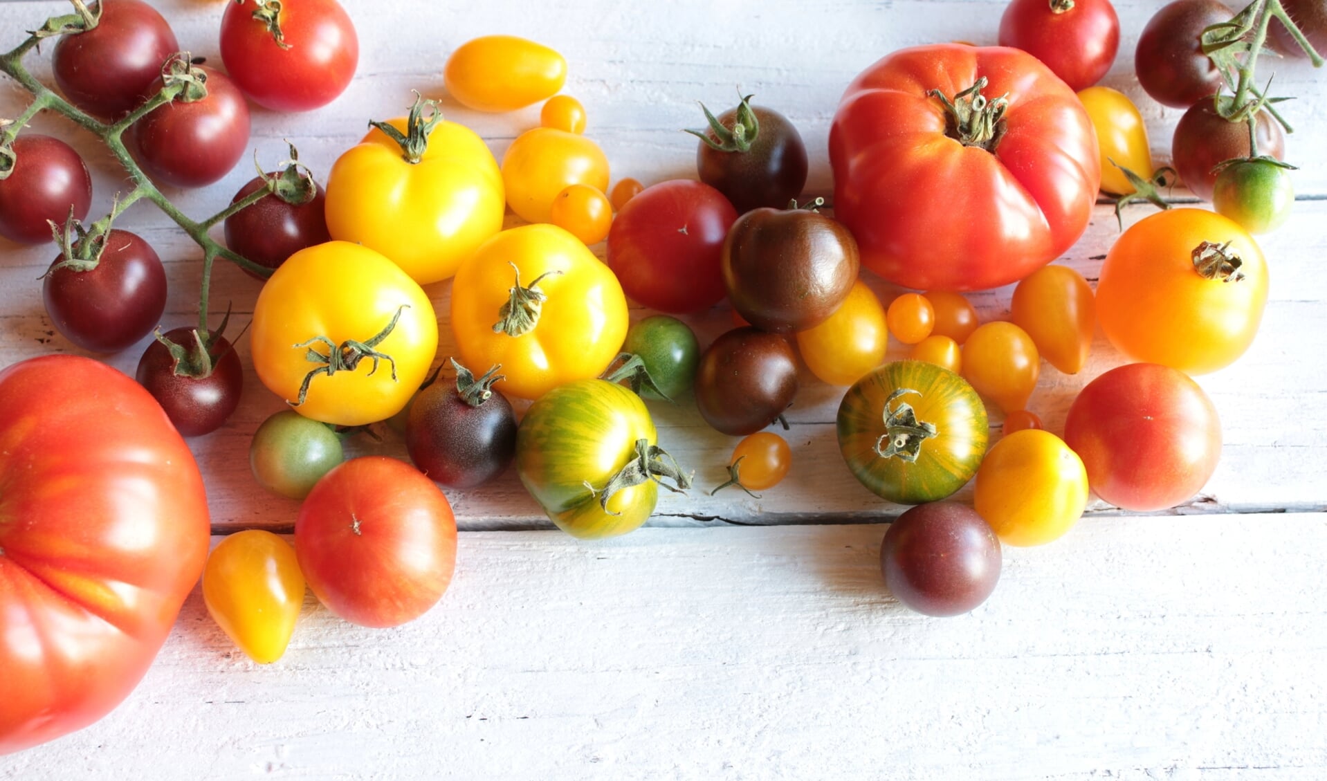 Tomaten zijn er in alle soorten en maten.