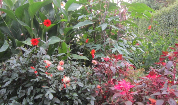 <p>Heerlijk kijken bij andere tuinliefhebbers en vol inspiratie huiswaarts keren. </p>