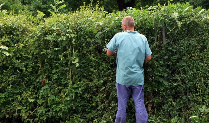 Wie helpt ouderen in Landsmeer hun tuin snoeien?