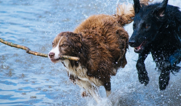 Voorkomt ziekte bij uw hond en laat ze niet los in de buurt van water.