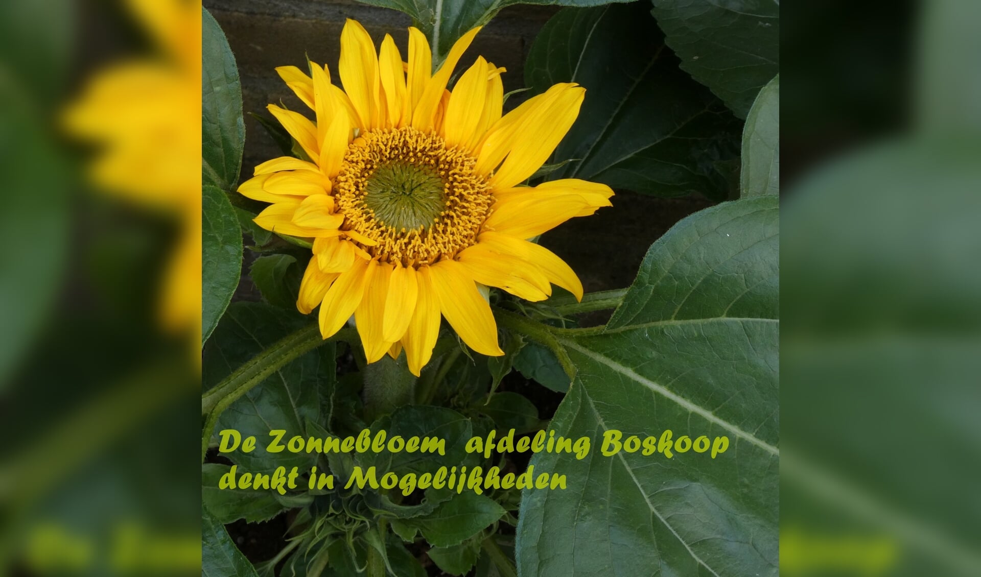 De Zonnebloem zet weer tal van activiteiten op touw