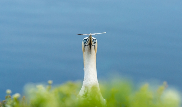 <p>Ook natuurfoto's doen mee. </p>