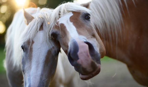 <p>Kom je ook ponyrijden?</p>