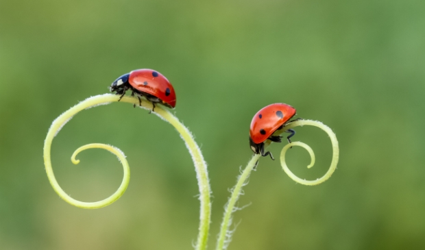 <p>Liever geen muggen, wespen of spinnen in huis? Volg deze tips!</p>
