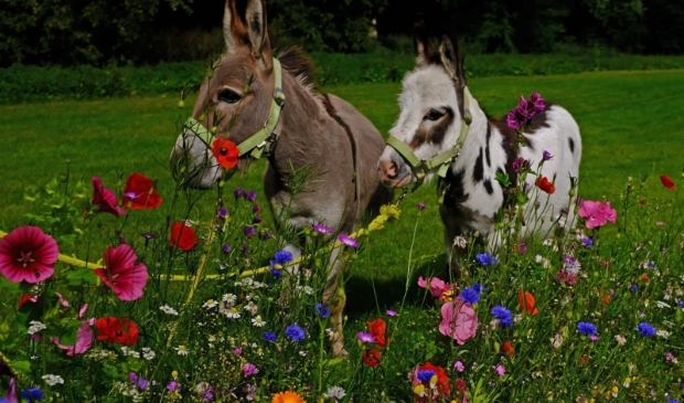 <p>Vier dierendag in Hertenkamp Enkhuizen.</p>