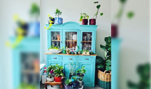 <p>Vijf planten in de aanbieding, adopteer ze bij Plantenasiel </p>