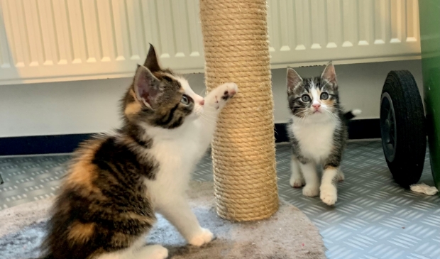 <p>Schattige kittens zoeken een baasje.</p>