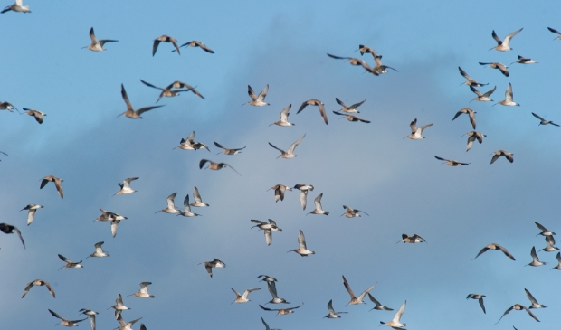 <p pstyle="PLAT">Het mysterie van de vogeltrek </p>
