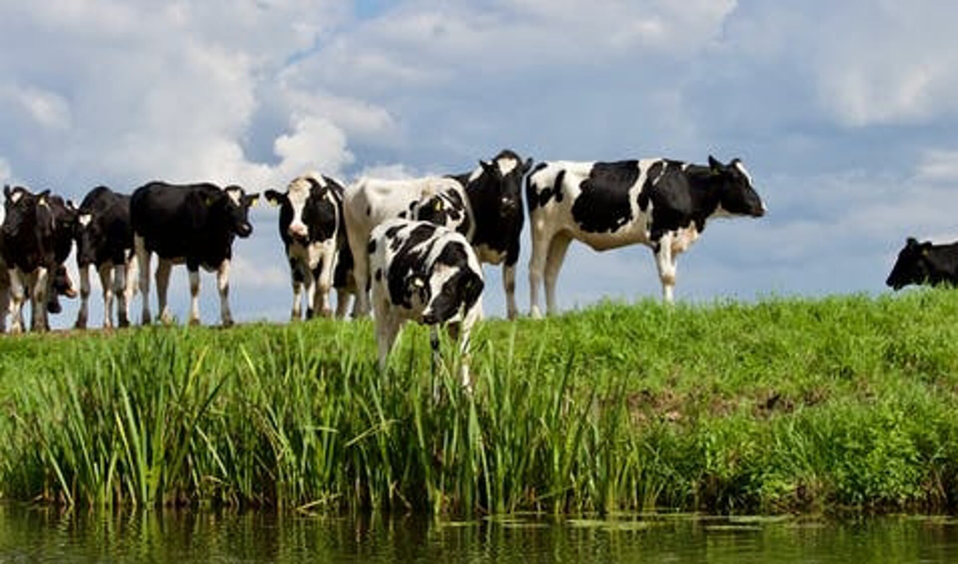 Dr. Frank Mitloehner: "Koeien kunnen juist een belangrijk deel van de klimaatverandering oplossen, via het voerspoor!"