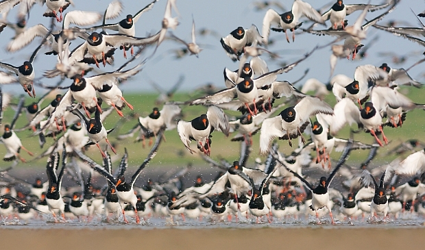 <p>Het is heel belangrijk om vogels niet onnodig te verstoren.</p>