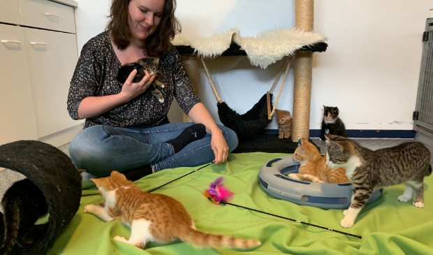 <p>De opvang wordt gestopt, maar deze kittens hebben al een nieuw thuis</p>