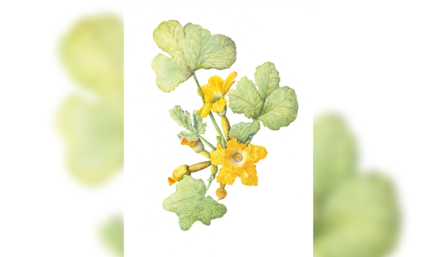 <p>Botanisch tekenen.</p>