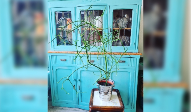 <p class="ONDERSCHRIFT" pstyle="ONDERSCHRIFT">Een Euphorbia tirucalli.</p>